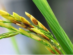 Mùa mưa nên thận trọng các dịch hại trên lúa làm đòng và trổ