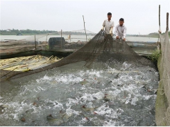 Hiệu quả nuôi cá giống nước ngọt tại Phú Thọ