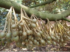 Kinh nghiệm bón phân BM để nuôi trái sầu riêng sai quả