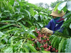 Post-pandemic recovery brewing in Vietnam’s coffee sector