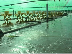 Bac Lieu strives to become national shrimp industry’s centre