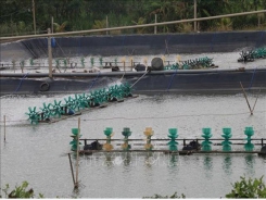 Tien Giang to expand aquatic farming area to over 10,500 ha