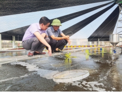 Tay ngang nuôi tôm trong nhà bạt cải tiến