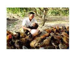 Mô Hình Nuôi Gà Thả Vườn Ở Thạnh Ngãi