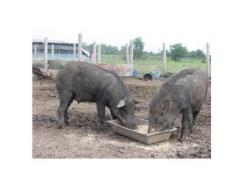 Phú Yên: Nuôi Lợn Rừng Thu Lợi Nhuận Cao