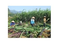 10 Biện Pháp Kỹ Thuật Thâm Canh Mía
