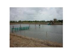 Một Số Lưu Ý Khi Chuẩn Bị Ao Nuôi Tôm Sú, Tôm Chân Trắng