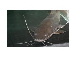 Thả 100.000 Con Cá Lăng Giống Xuống Hồ Thủy Điện Ở Bình Phước
