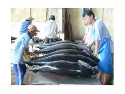 Nghiên Cứu Ứng Dụng Các Kỹ Thuật Và Quản Lý, Phát Triển Nhãn Hiệu Tập Thể “Cá Ngừ Đại Dương Phú Yên”