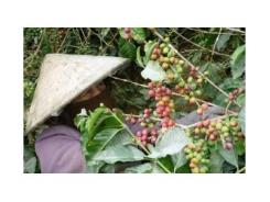 Vùng Trồng Cà Phê Arabica Ngon Nhất Việt Nam Mất Mùa Lớn