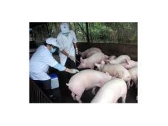 Phòng Chống Dịch Lợn Tai Xanh- Nhìn Từ Công Tác Phòng Chống Dịch Ở Bắc Ninh
