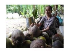 Trà Vinh Đồng Bộ Thực Hiện Các Giải Pháp “Kích Cầu” Cho Trái Dừa