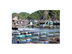 Nuôi Hải Sản Với Ao Chắn Ven Biển Ở Bình Thuận
