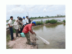 Một Mô Hình Nuôi Tôm Quảng Canh Cải Tiến Thích Ứng Biến Đổi Khí Hậu