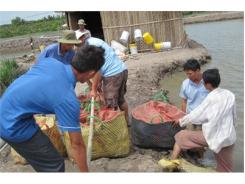 Nông Dân Bán Tôm Chạy Dịch