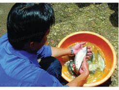 Cá Thát Lát Cườm Ở Đức Linh (Bình Thuận)