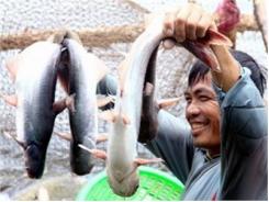 Phát Triển Mạnh Nghề Nuôi Cá Tra Giống Tại Đồng Tháp