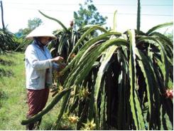 Sản Xuất Thanh Long Theo Tiêu Chuẩn VietGAP Còn Nhiều Khó Khăn, Thách Thức