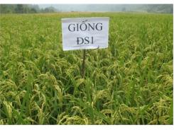 Giống Lúa ĐS1 Hiệu Quả Kinh Tế Cao