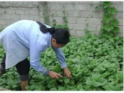 Chàng Trai Dân Tộc Làm Giàu Từ Mô Hình Kinh Tế Vườn