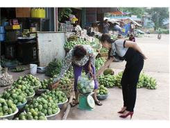 Mùa Xoài Yên Châu (Sơn La)