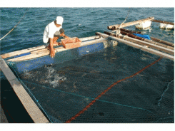 Nuôi Cá Mú Lồng - Giải Pháp Làm Giàu Cho Người Dân Vùng Ven Biển