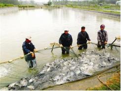 Tăng Cường Chăm Sóc Các Đối Tượng Thủy Sản Nuôi