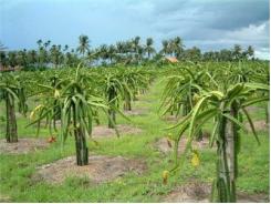 Tập Huấn Phòng Bệnh Cho Thanh Long