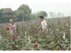 Thanh Luông Với Phong Trào Trồng Cây Cảnh