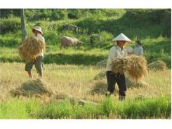 Làm Gì Để Thúc Đẩy Sản Xuất Nông Nghiệp “Mũi Nhọn”?