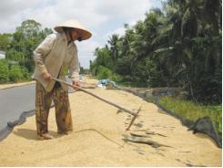 Xây Dựng Thương Hiệu Cho Lúa Việt Nam