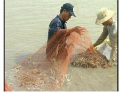 Phát Triển Nuôi Tôm Thẻ Chân Trắng