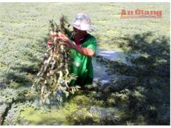 Trồng Rau Nhút Sạch