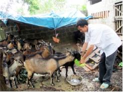 Làm Giàu Từ Mô Hình Chăn Nuôi Tập Trung