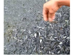 Kiến Nghị Hỗ Trợ Gần 550 Triệu Đồng Chống Hạn Cứu Đàn Cá Giống Bố Mẹ