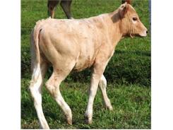 Lai Tạo Thành Công Giống Bò Thịt Chất Lượng Cao Charolais