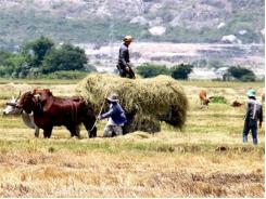 Ninh Thuận Chủ Động Chăm Sóc, Phòng Bệnh Gia Súc Trong Mùa Khô Hạn