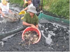 Ngán Ngẩm Cá Rô Đầu Vuông