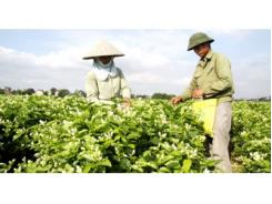 Đông Xuân (Hà Nội) Khởi Sắc Cùng Hoa Nhài