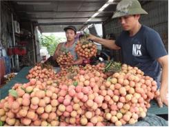 Chê Trung Quốc, Vải Thiều Thanh Hà “Nam Tiến”