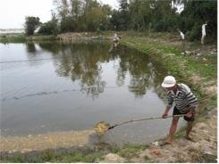 Quảng Ninh (Quảng Bình) Tôm Chết Hàng Loạt, Nhiều Gia Đình Lao Đao