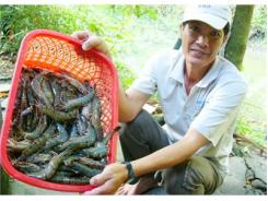 Giá Tôm Nguyên Liệu Tăng Trở Lại