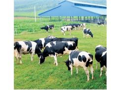 Ninh Thuận Chấp Thuận Địa Điểm Đầu Tư Dự Án Trang Trại Bò Sữa Tại Xã Lâm Sơn