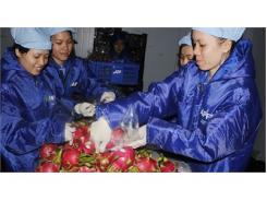 Lỗ Dài Dài Nếu Cứ Xuất Vải, Mít, Thanh Long...thô