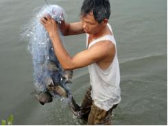 Trường đại học Nông Lâm Huế nghiên cứu thành công sinh sản nhân tạo cá dìa