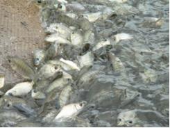 Xúc tiến phát triển nghề nuôi và kinh doanh cá rô phi thương phẩm