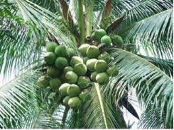 Bình tuyển 18 ngàn cây dừa mẹ để cải tạo giống dừa trong sản xuất đại trà