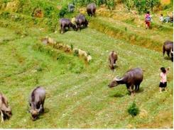 Si Ma Cai (Lào Cai) thành lập 25 nhóm sở thích chăn nuôi gia súc