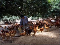 Thái Nguyên phòng chống nắng nóng cho đàn vật nuôi