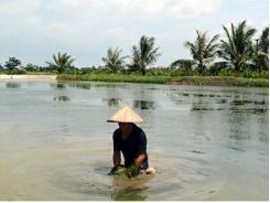 Thị xã Quảng Yên (Quảng Ninh) kịp thời xử lý, ngăn chặn dịch bệnh trên tôm nuôi